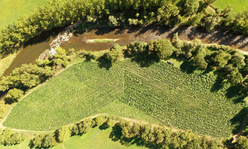 Roots Agricultural - Teelt van industriële vezelhennep