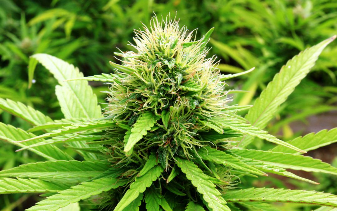 Wat is Cannabis?