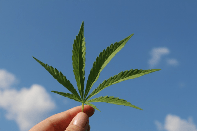Hoe wordt Cannabis in de medische industrie toegepast